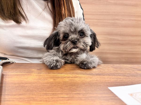 写真