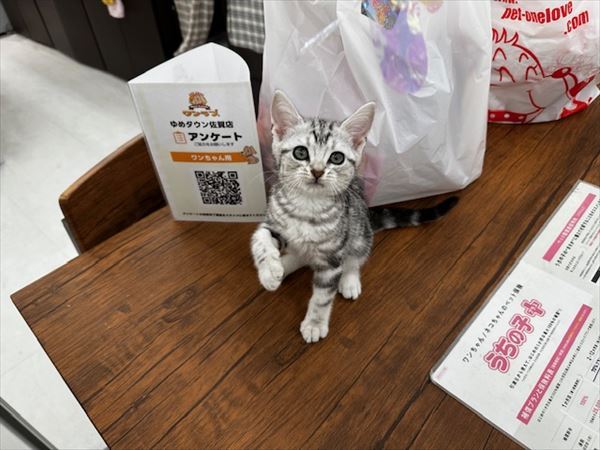 写真