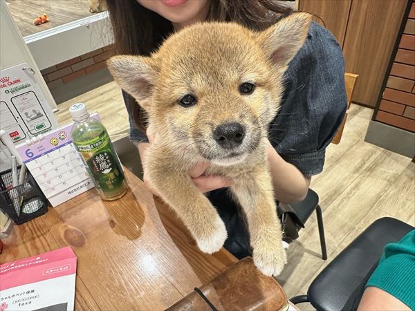 写真