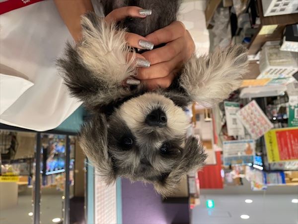 写真