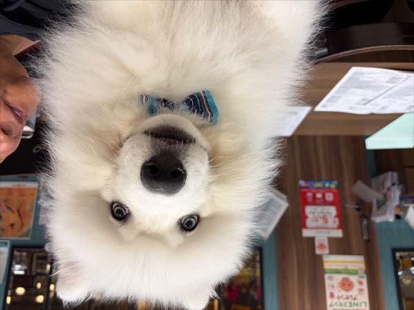 写真