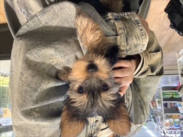 写真