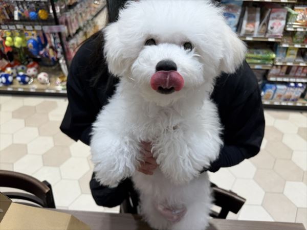 写真