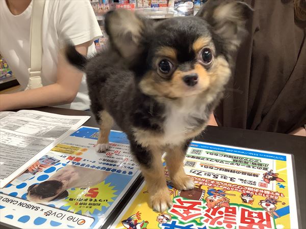 写真