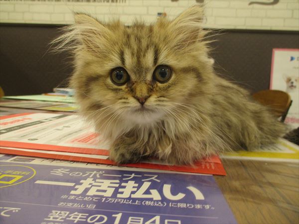写真