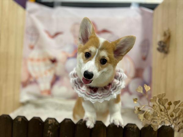 写真