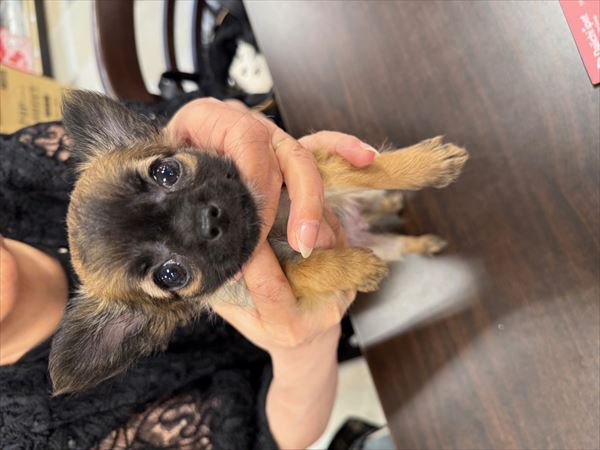 写真