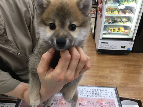 写真