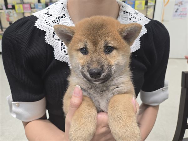 写真
