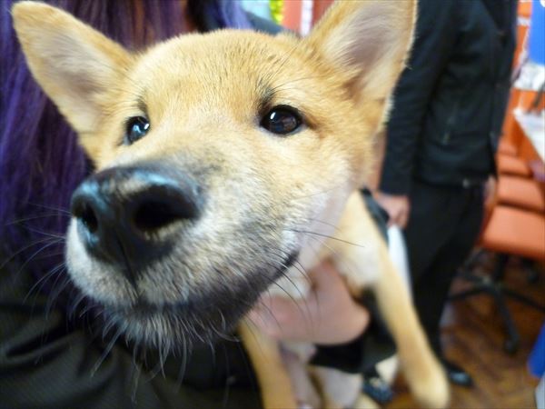 写真