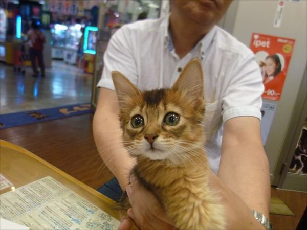 写真
