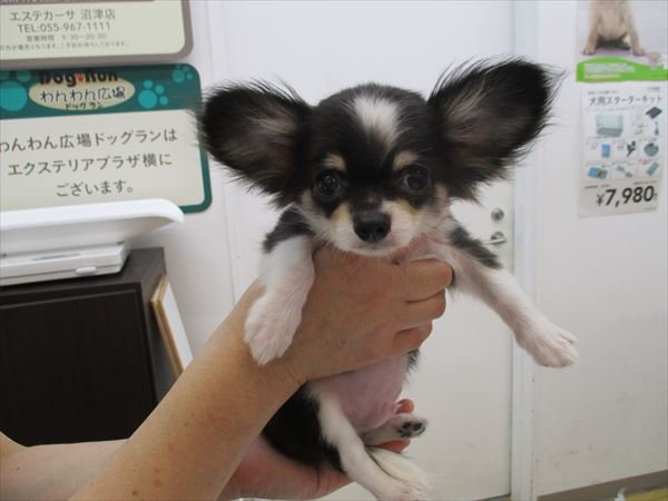 写真