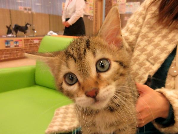 写真