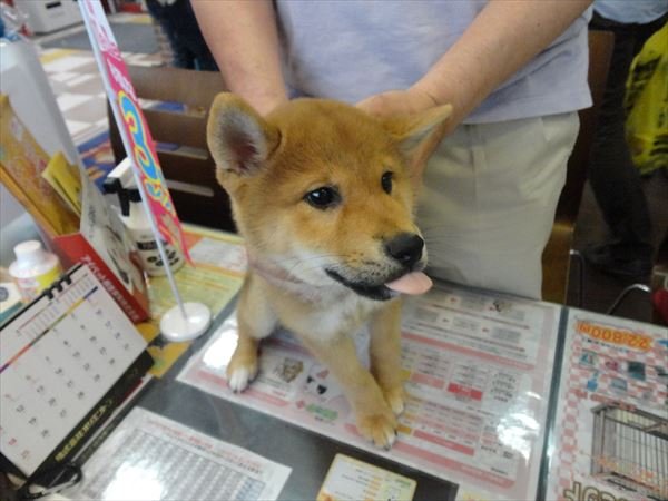 写真