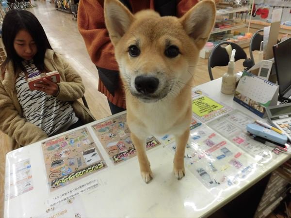 写真