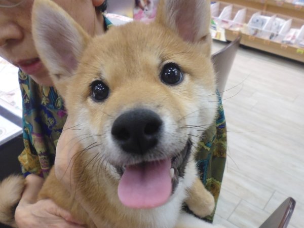 写真