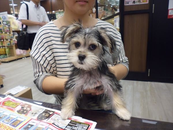 写真