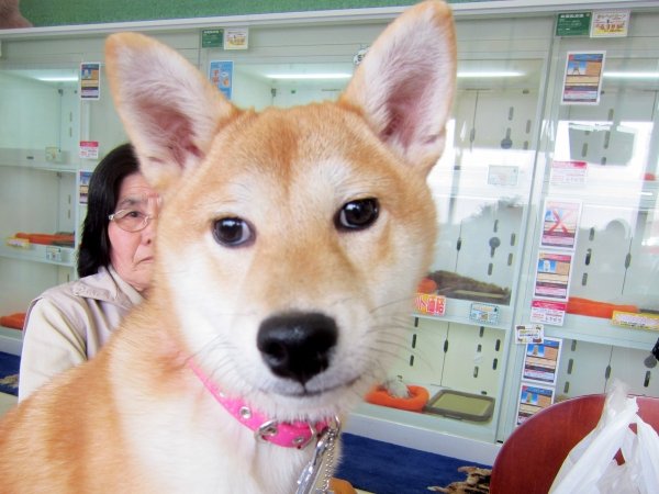 写真