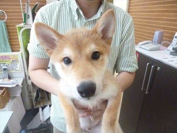 写真