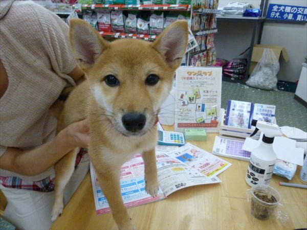 写真