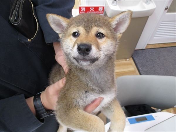 写真