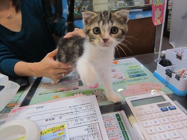写真