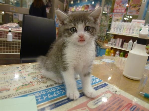 写真