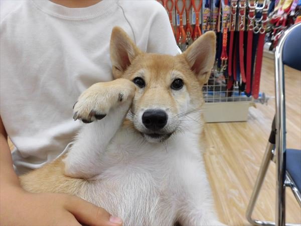 写真