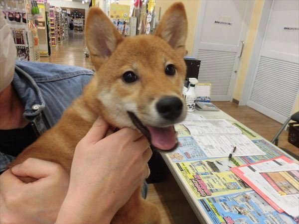 写真