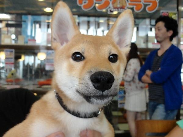 写真