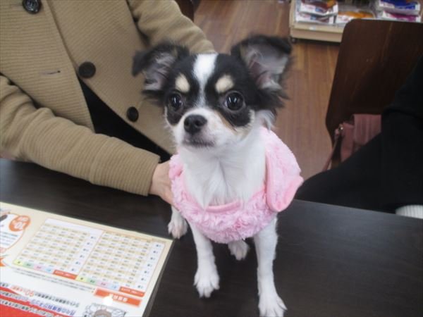 写真