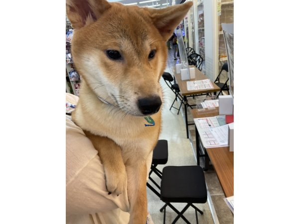 写真