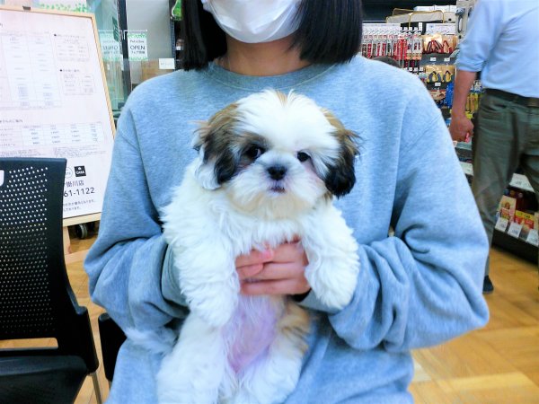 写真