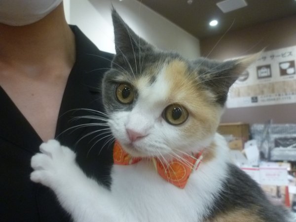 写真