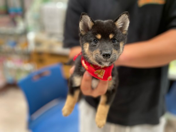 写真