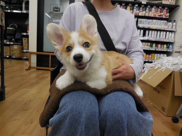 写真
